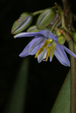 Dianella caerulea 'Cassa Blue' RCP05-07 294.jpg